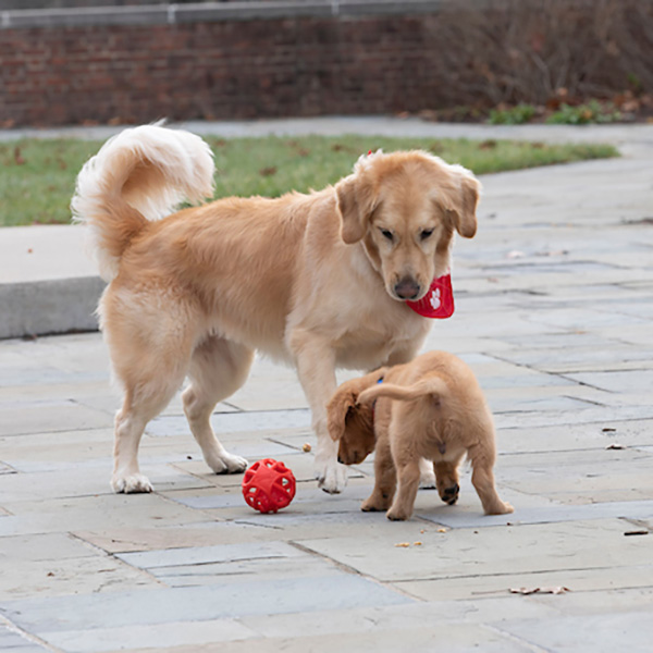 Ivy with Newton as a puppy