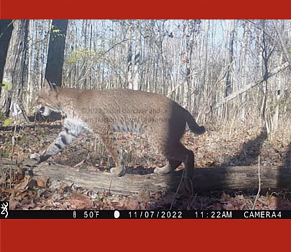 A bobcat crosses a fallen log in the Miami University Natural Areas