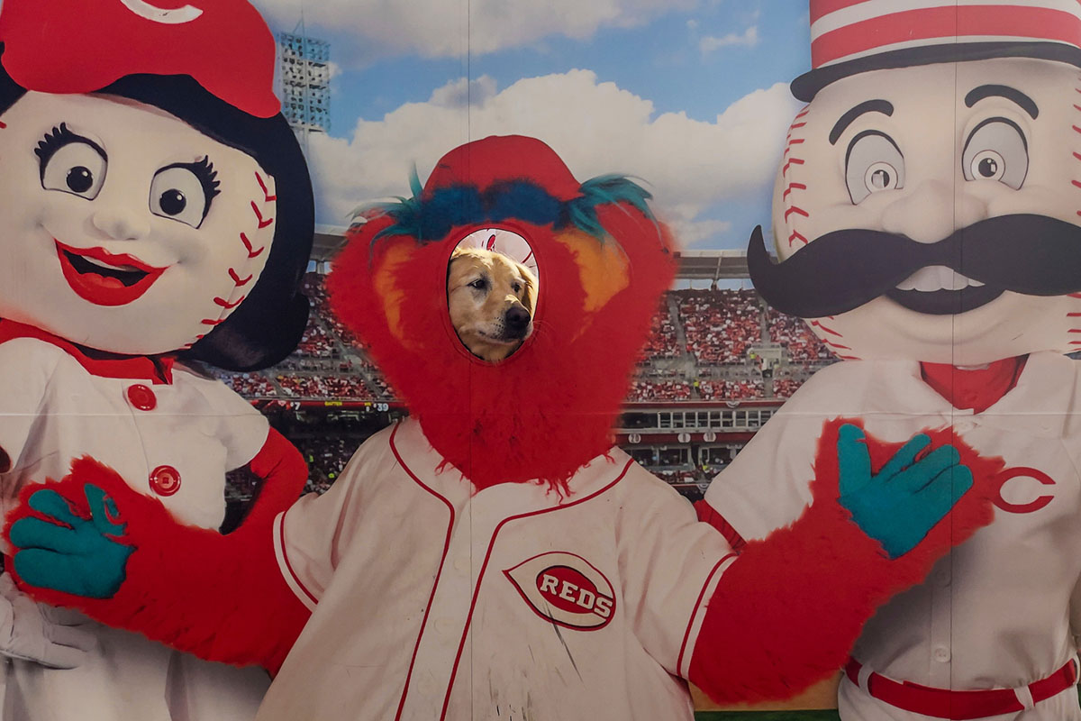 Presidential pup Ivy poses for a photo at Great American Ball Park.