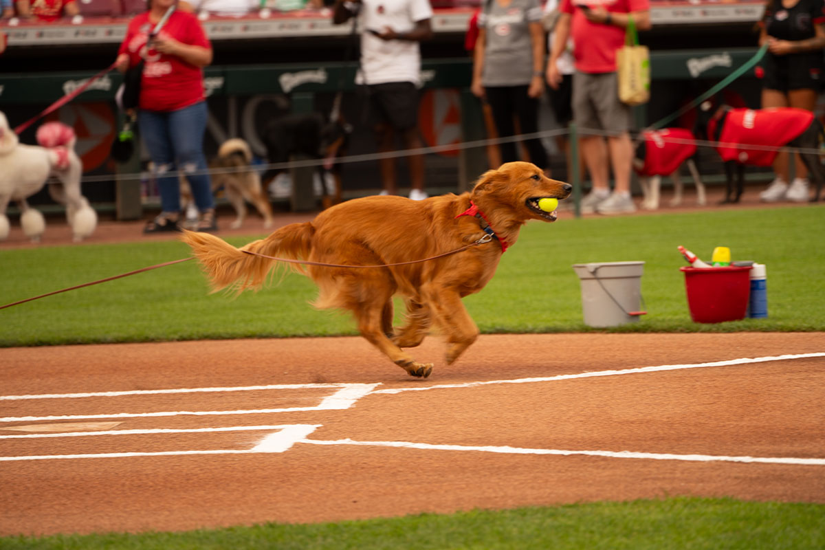 Miami University's Newton retrieves the first pitch during the Aug. 12 Bark at the Park event at Great American Ball Park