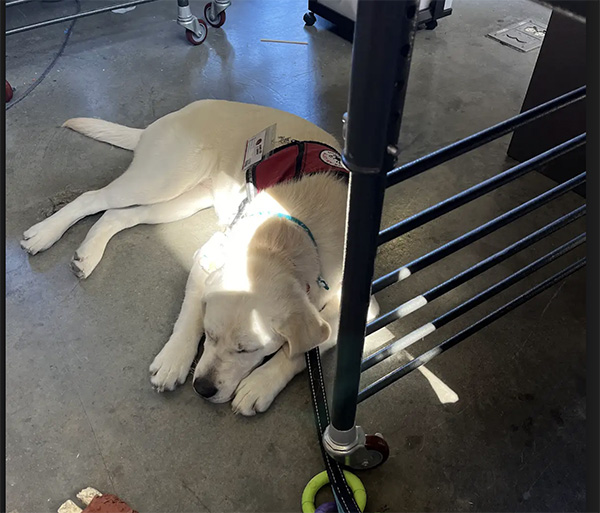 biscuit the dog sleeping in a ray of sun in a classroom