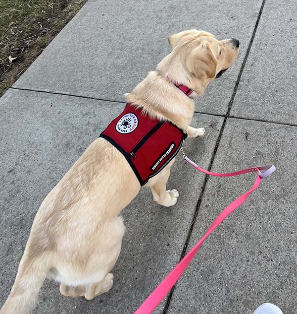 eloise the dog walking on a sidewalk with a loose leash