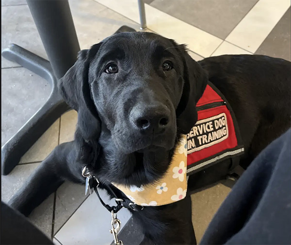 stormy the dog settles on the floor at Armstrong Student Center