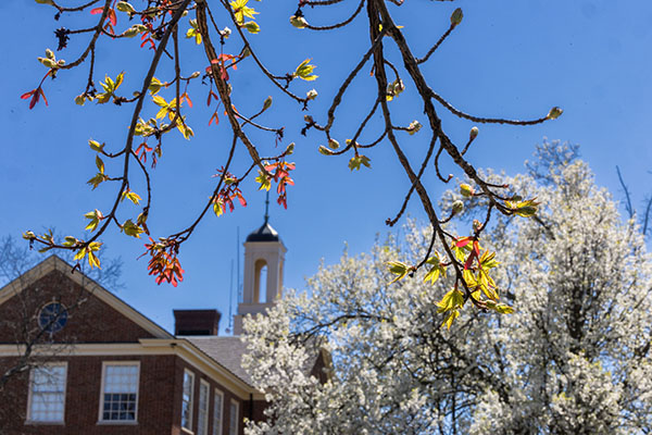 spring blooming trees frame Harrison Hall 