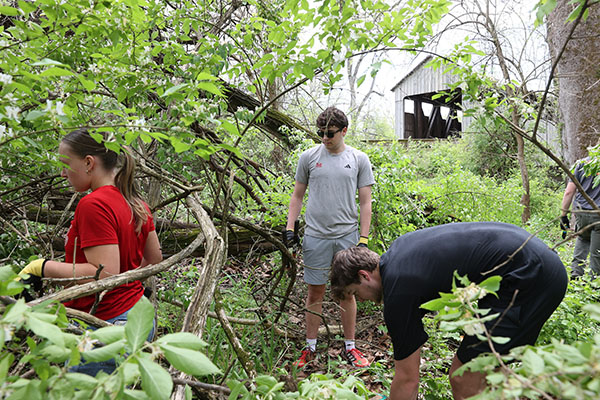 Miami University student-athletes help clear honeysuckle from the hiking trails at Mill Race Preserve Area. 