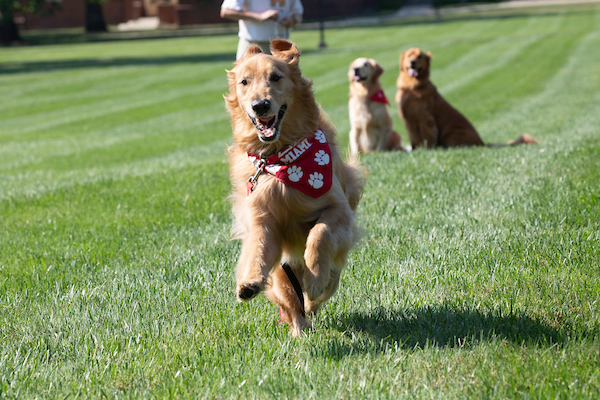 Charlie, the Crawford's third golden retriever