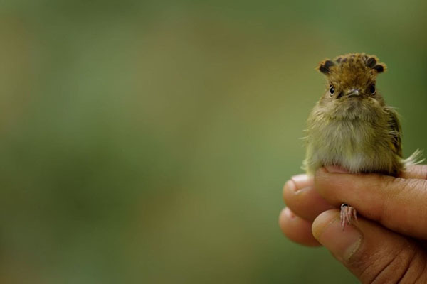 “Banded” is a 30-minute documentary showcasing Russell and the Avian Research Education Institute bird banding station, located in Hueston Woods State Park in Oxford, Ohio. 