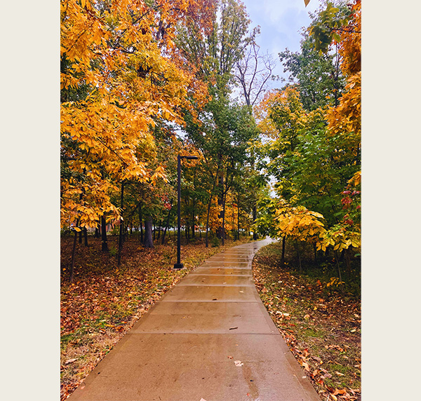 Bishop Woods path, early autumn leaves brightened by a light rain